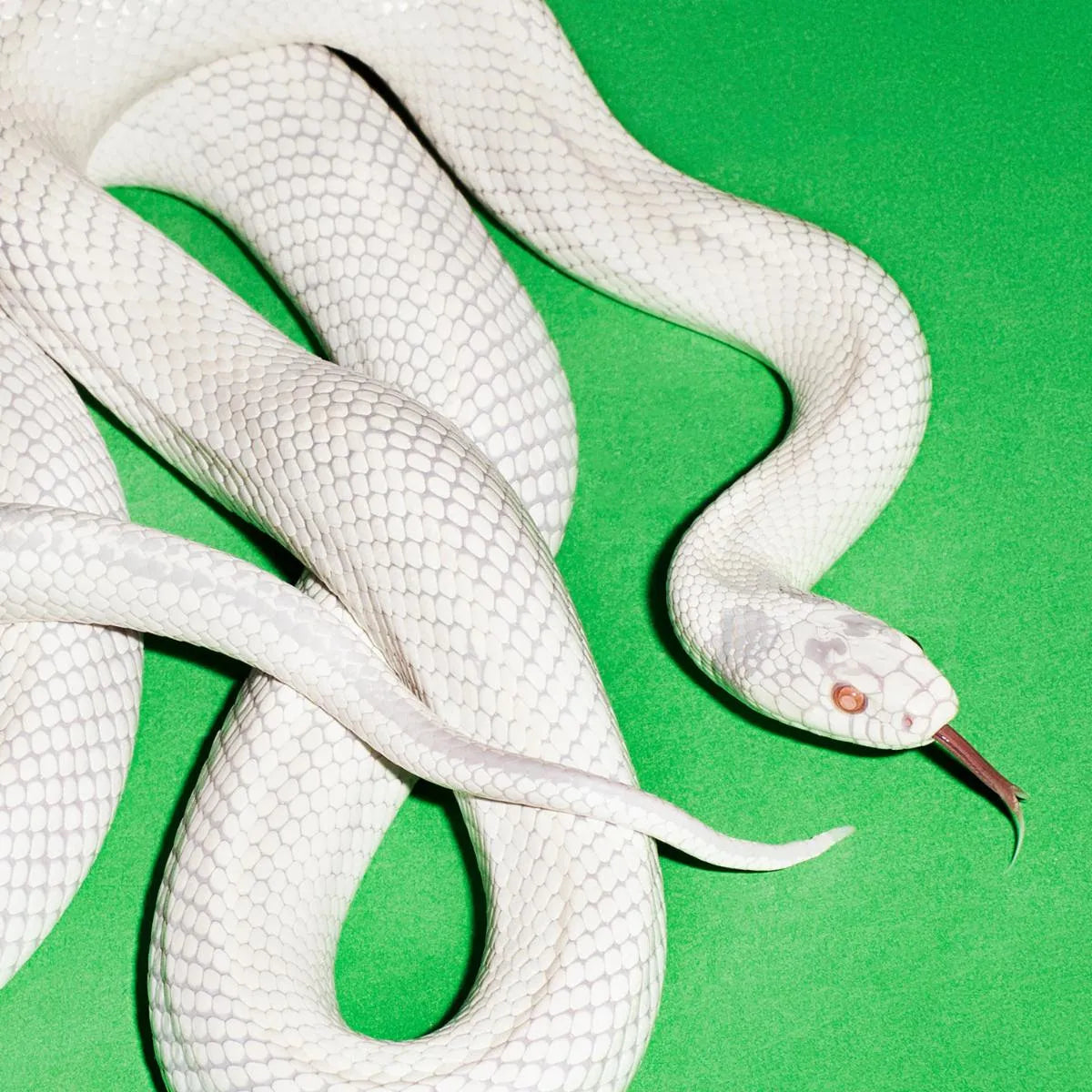 DEFTONES - Private Music (Vinyle)