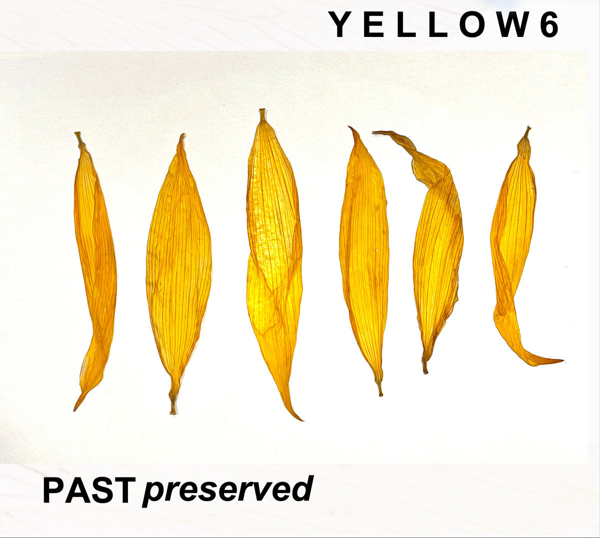 YELLOW6 - Past Preserved (Vinyle)