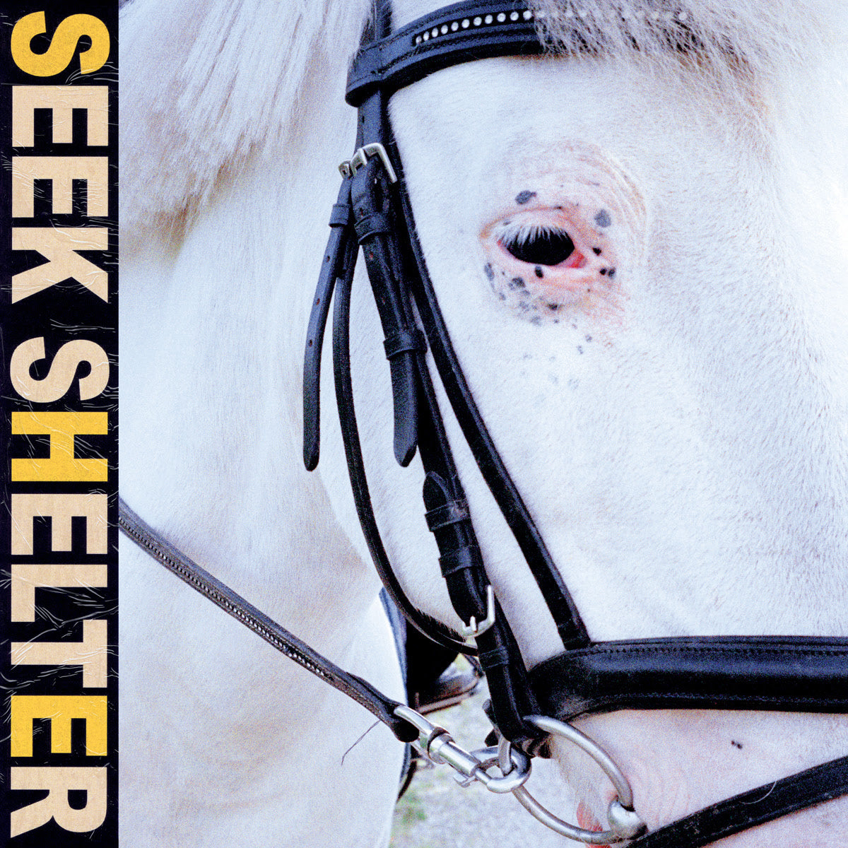ICEAGE - Seek Shelter (Vinyle)