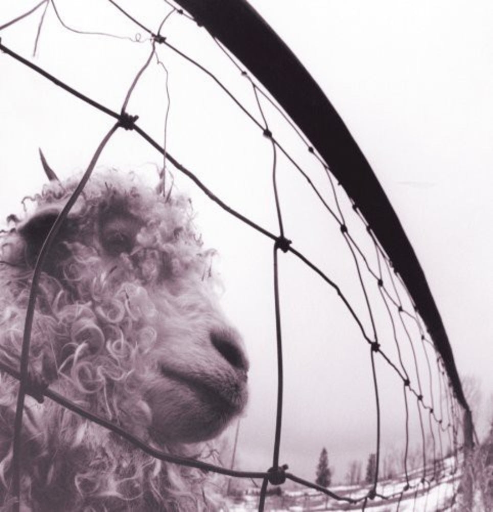 PEARL JAM - Vs (Vinyle) - Epic