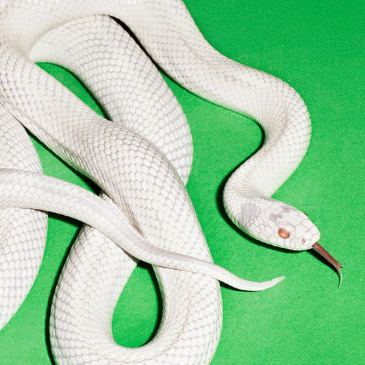 DEFTONES - Private Music (Vinyle)