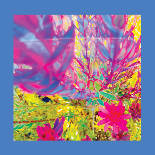 THE REDS, PINKS AND PURPLES - The Past Is A Garden I Never Fed (Vinyle) PRÉCOMMANDE