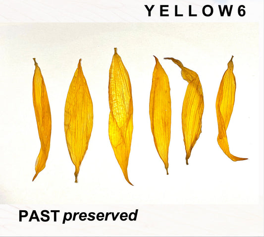 YELLOW6 - Past Preserved (Vinyle)