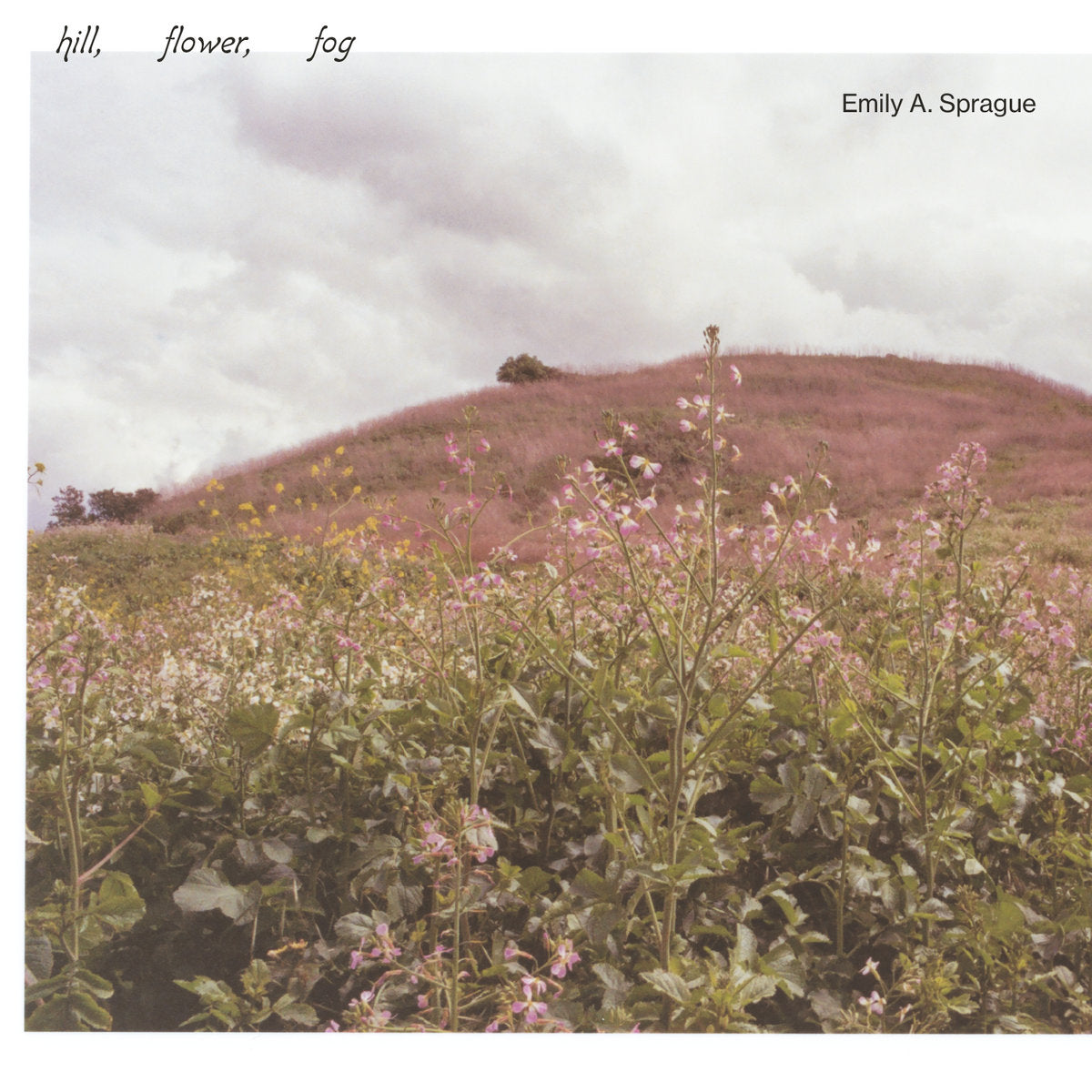 EMILY A. SPRAGUE - Hill, Flower, Fog (Vinyle)