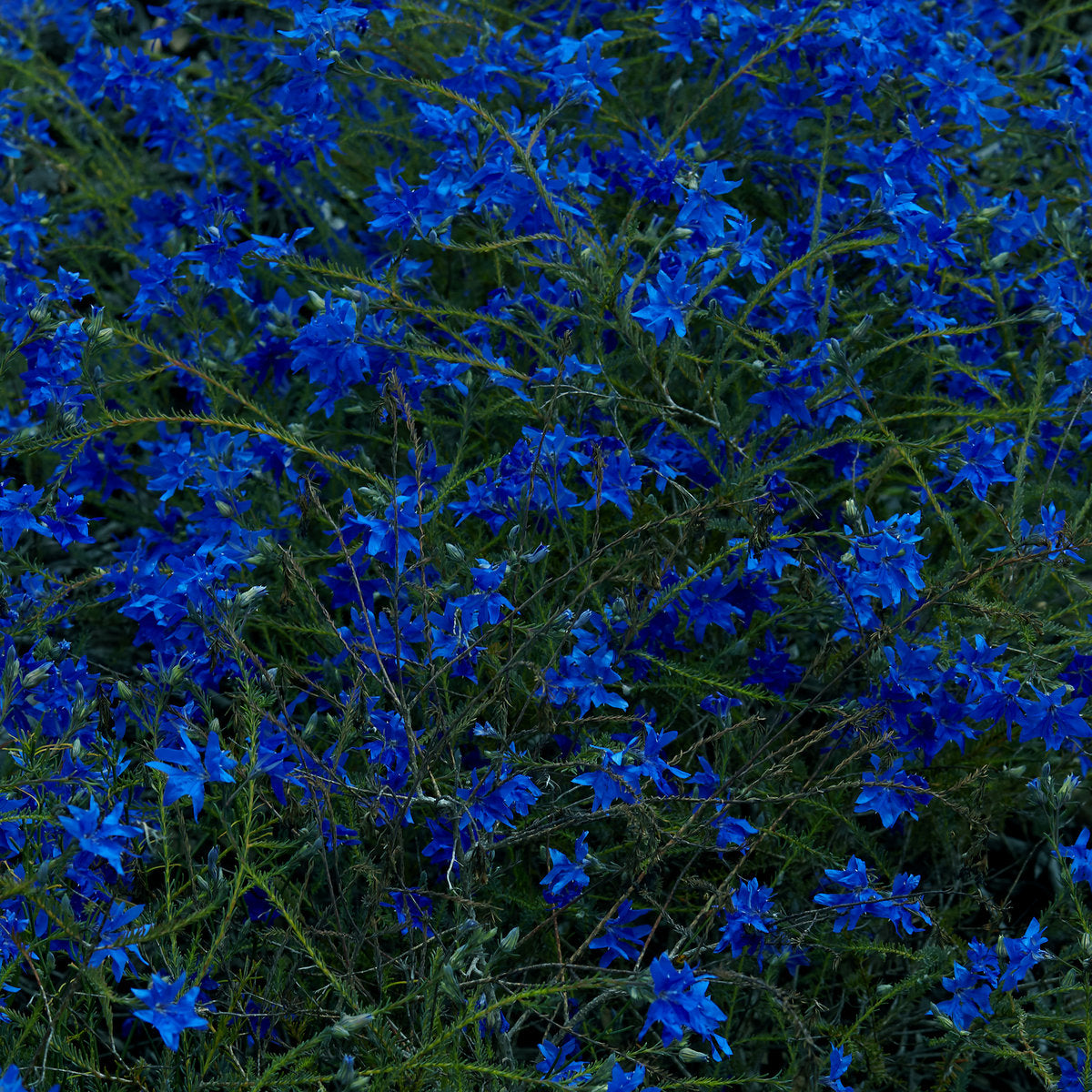 JEFRE CANTU-LEDESMA - Gift Songs (Vinyle)