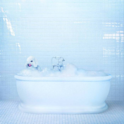 FRANKIE COSMOS - Vessel (Vinyle) - Sub Pop