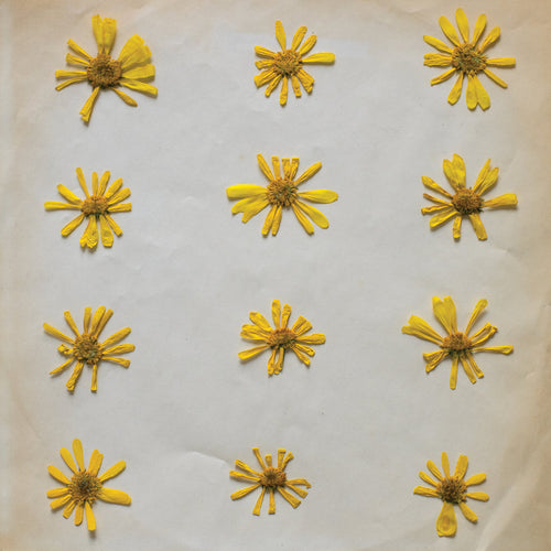 THE MOLOCHS -  Flowers In The Spring (Vinyle) - Innovative Leisure