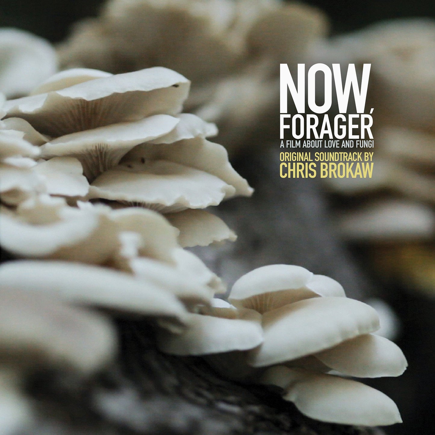 CHRIS BROKAW - Now, Forager (Vinyle)