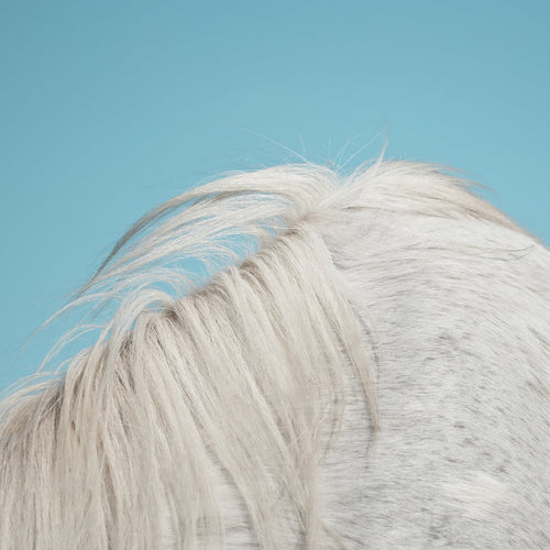 WIDOWSPEAK - All Yours (Vinyle)