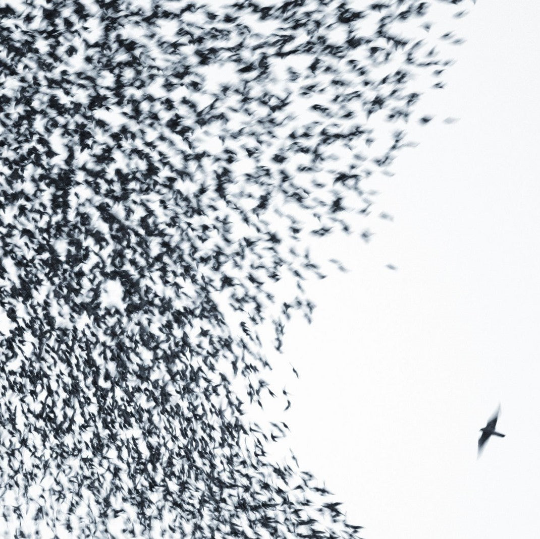 WILCO - Sky Blue Sky (Vinyle)